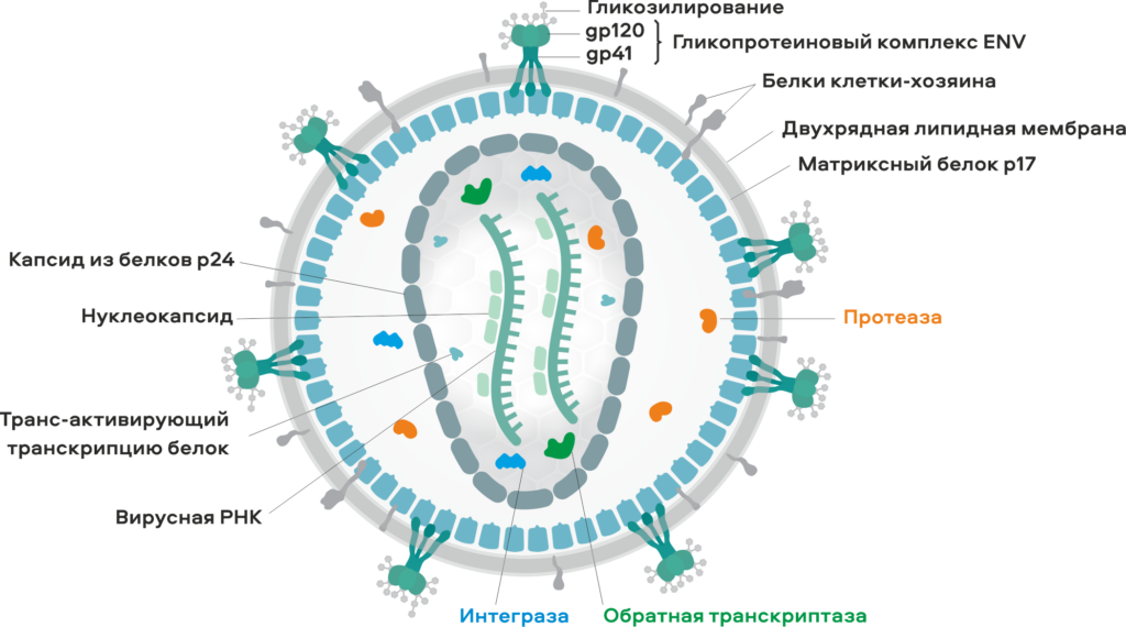 Строение вируса иммунодефицита человека ВИЧ