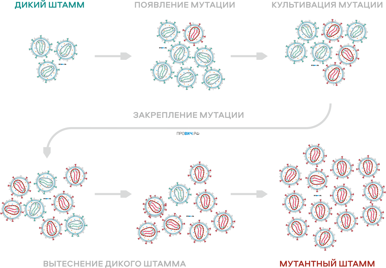 Как ВИЧ становится резистентным